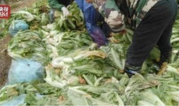 老谭酸菜爆料现场视频,揭秘行业黑幕