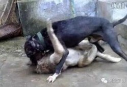 比特犬爆料一手视频,一手视频揭秘事件真相