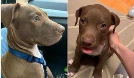 比特犬爆料一手视频,一手视频揭秘事件真相